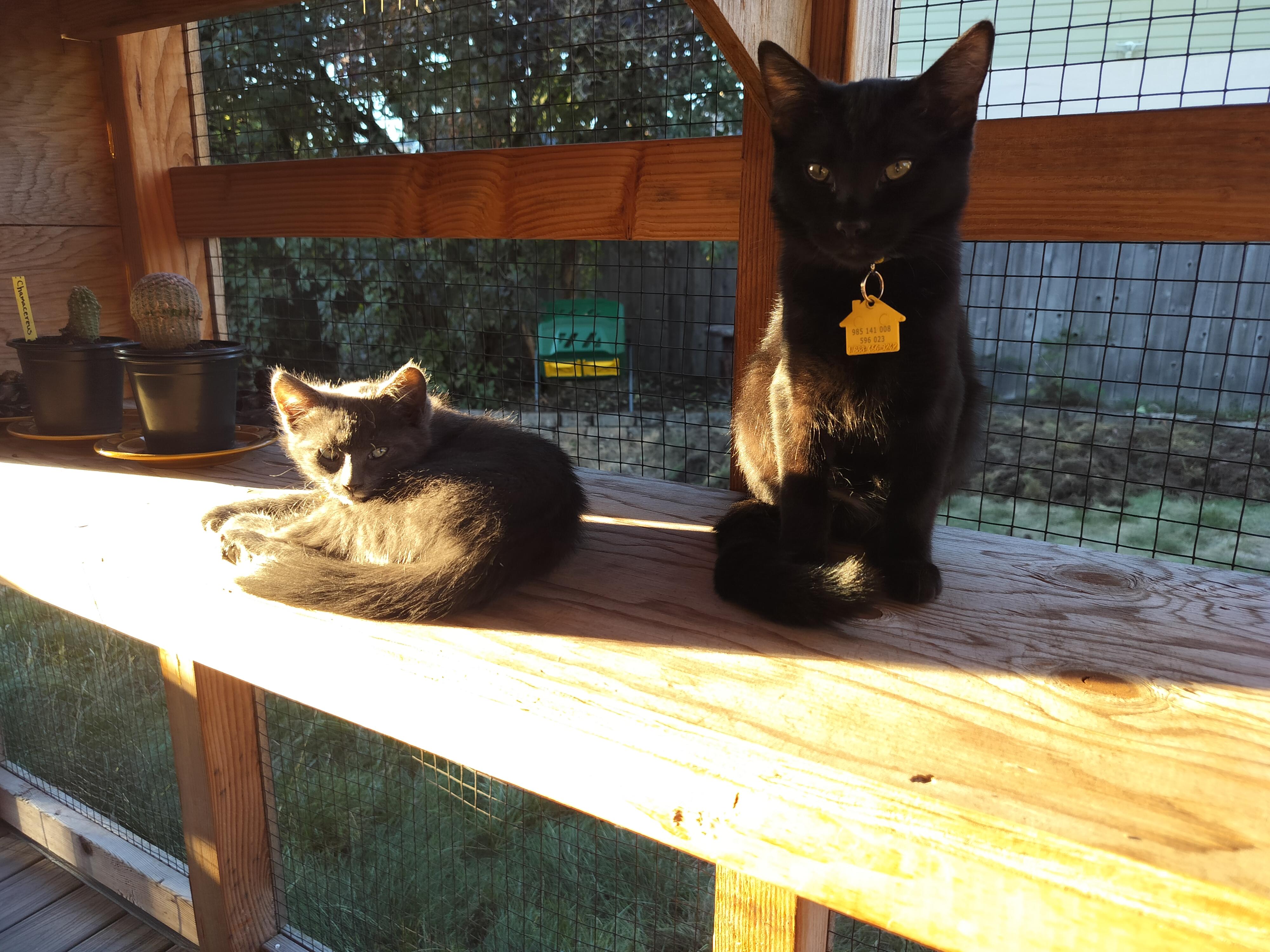 Bud- wants all the love!