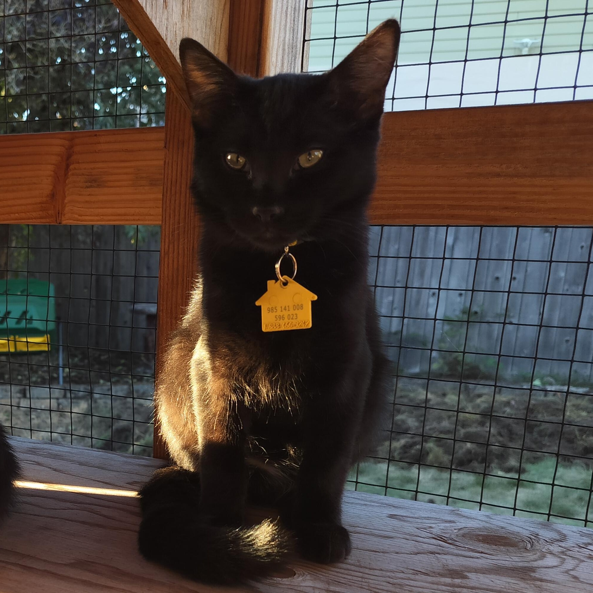 Bud- wants all the love!, a Adoptable Domestic Short Hair in Portland, OR image 3/6