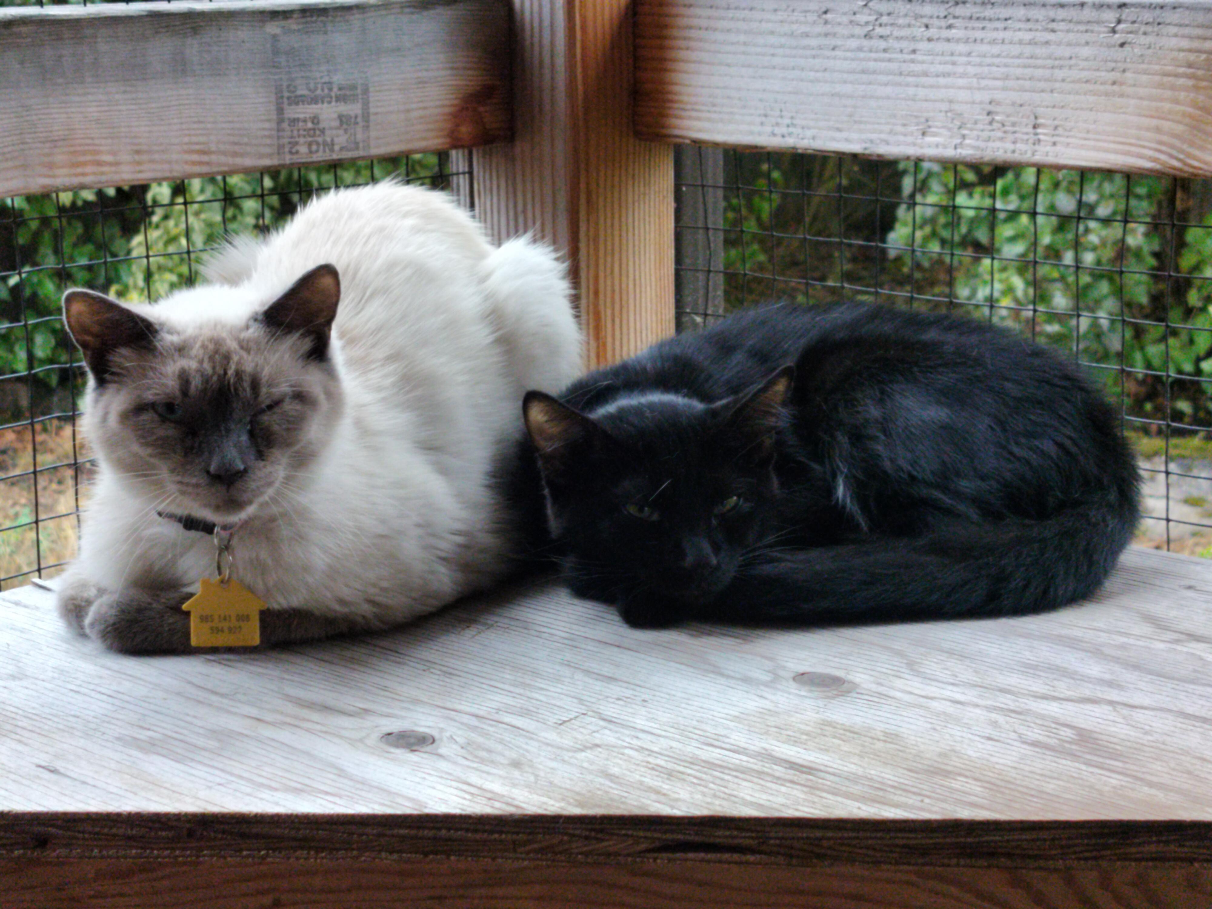 Bud- wants all the love!, a Adoptable Domestic Short Hair in Portland, OR image 4/6