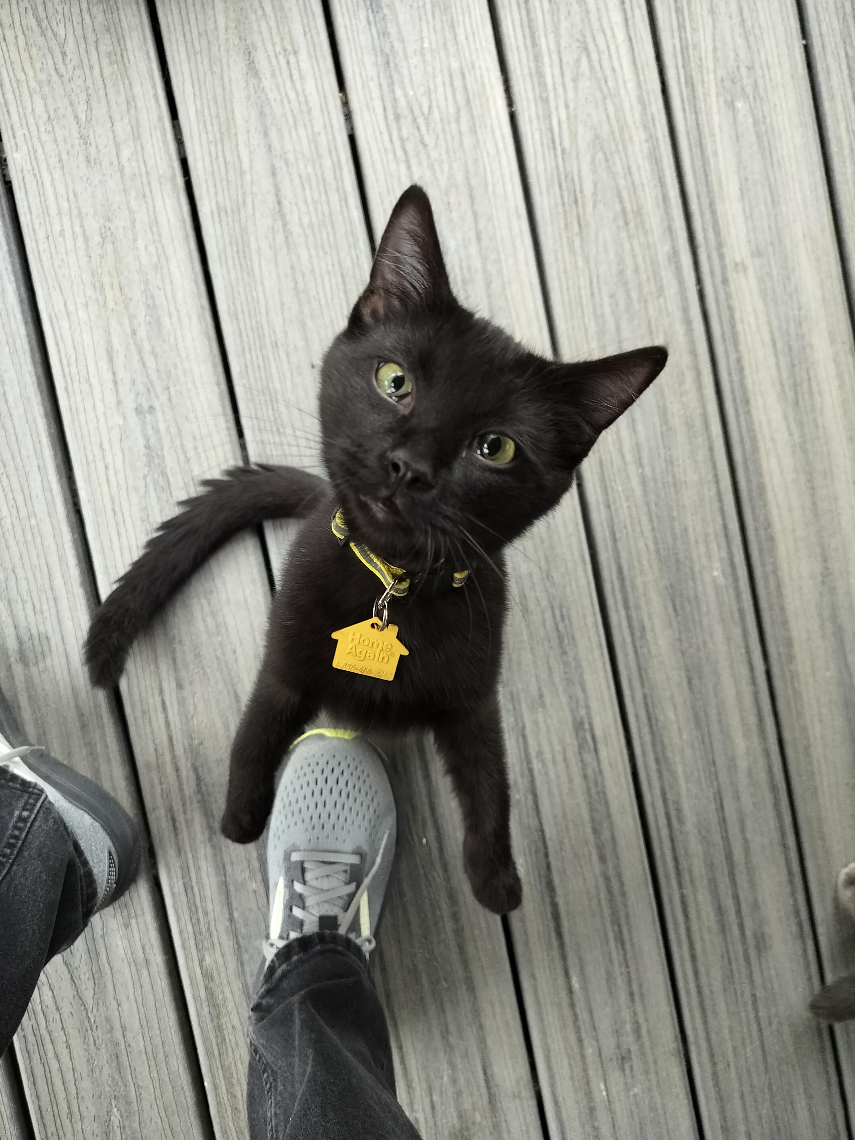 Bud- wants all the love!