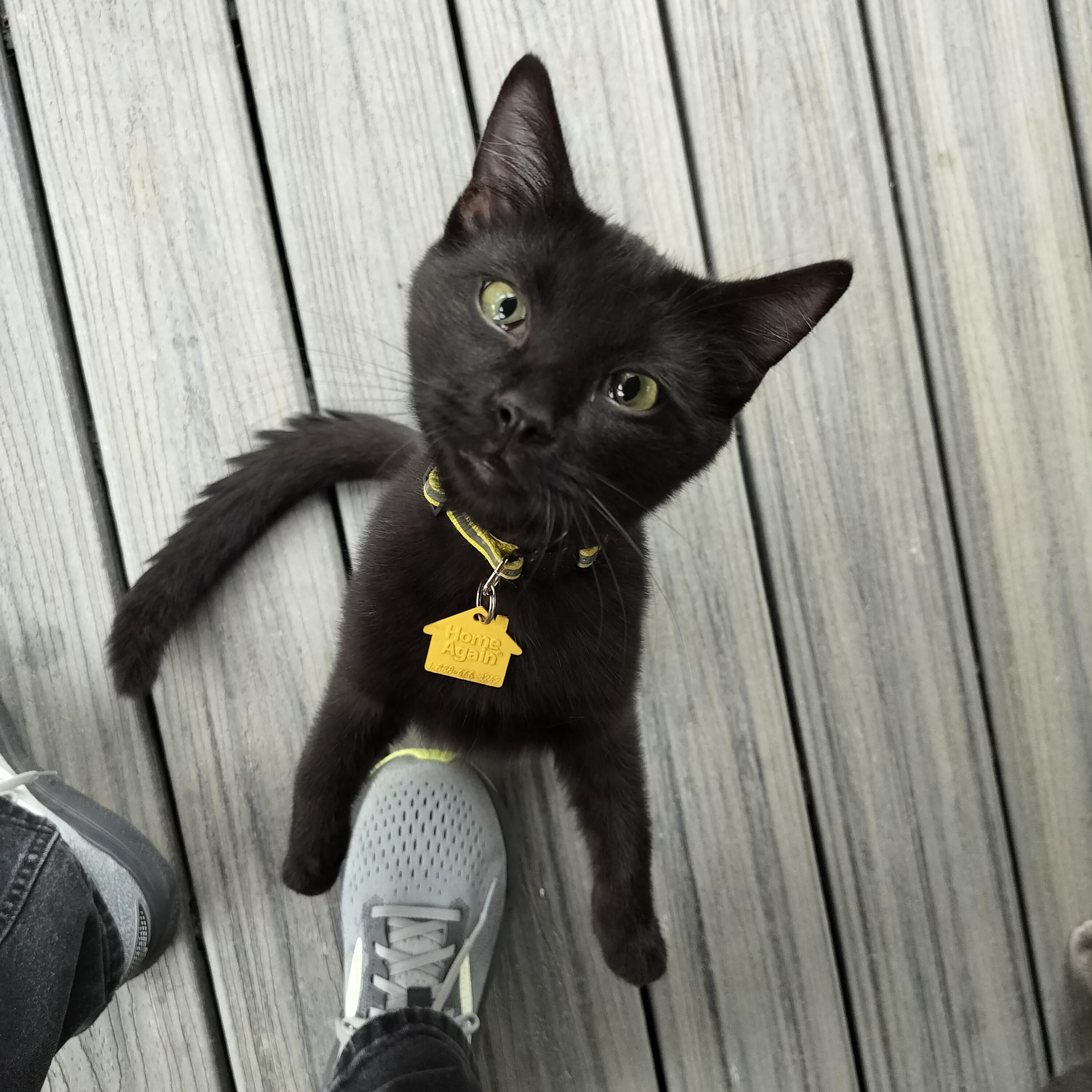 Bud- wants all the love!, a Adoptable Domestic Short Hair in Portland, OR image 1/6