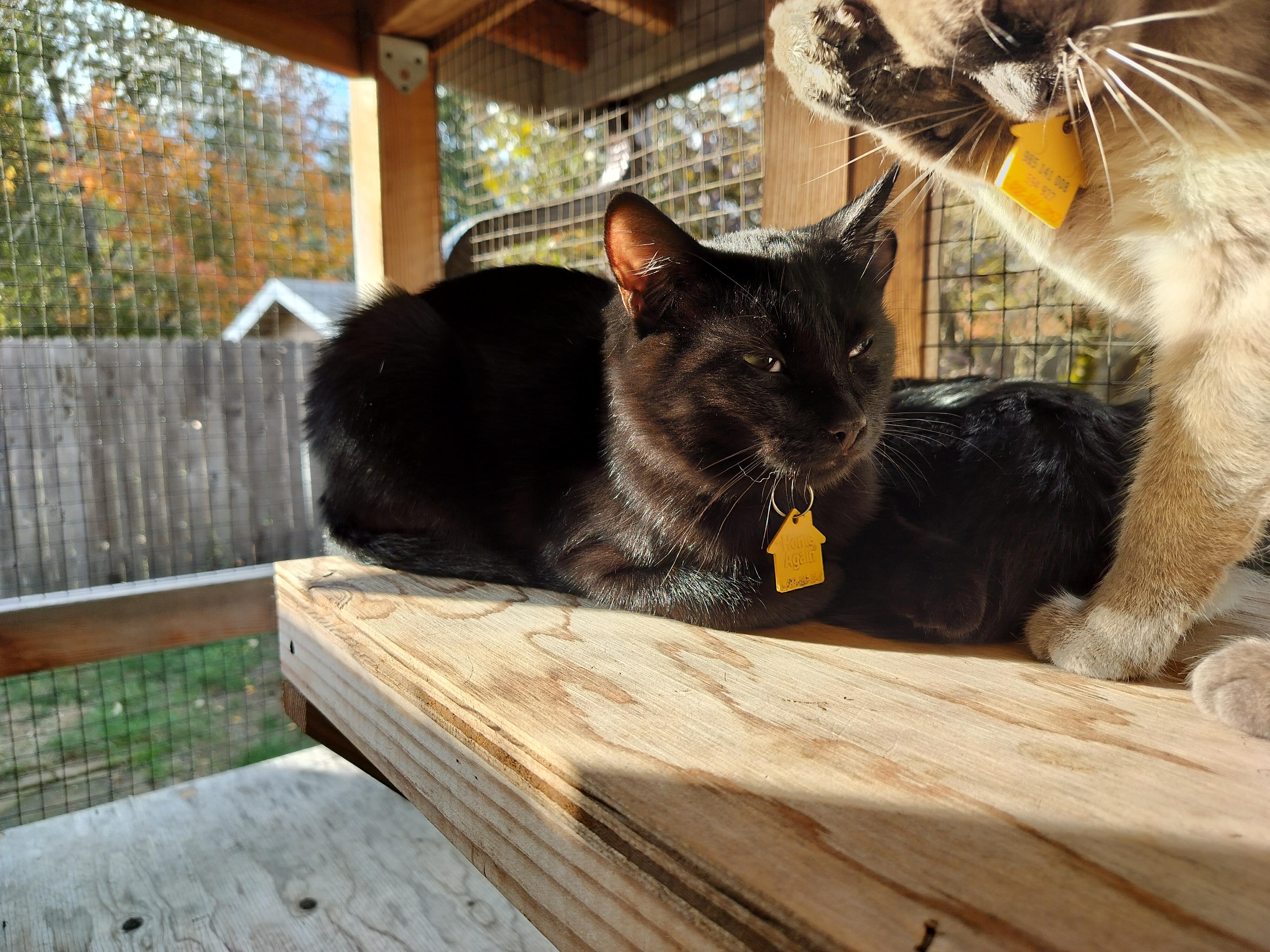 Bud- wants all the love!