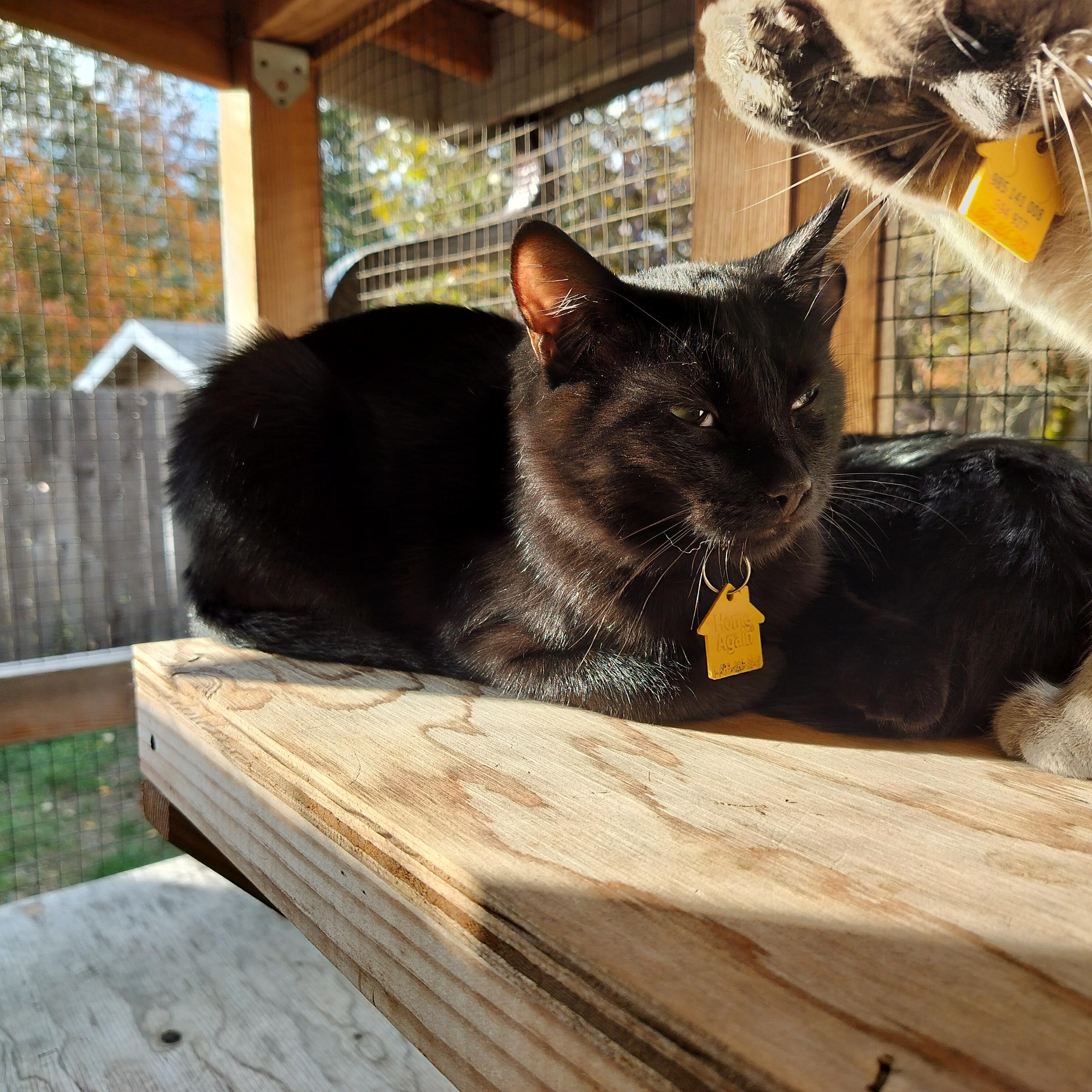 Bud- wants all the love!, a Adoptable Domestic Short Hair in Portland, OR image 5/6