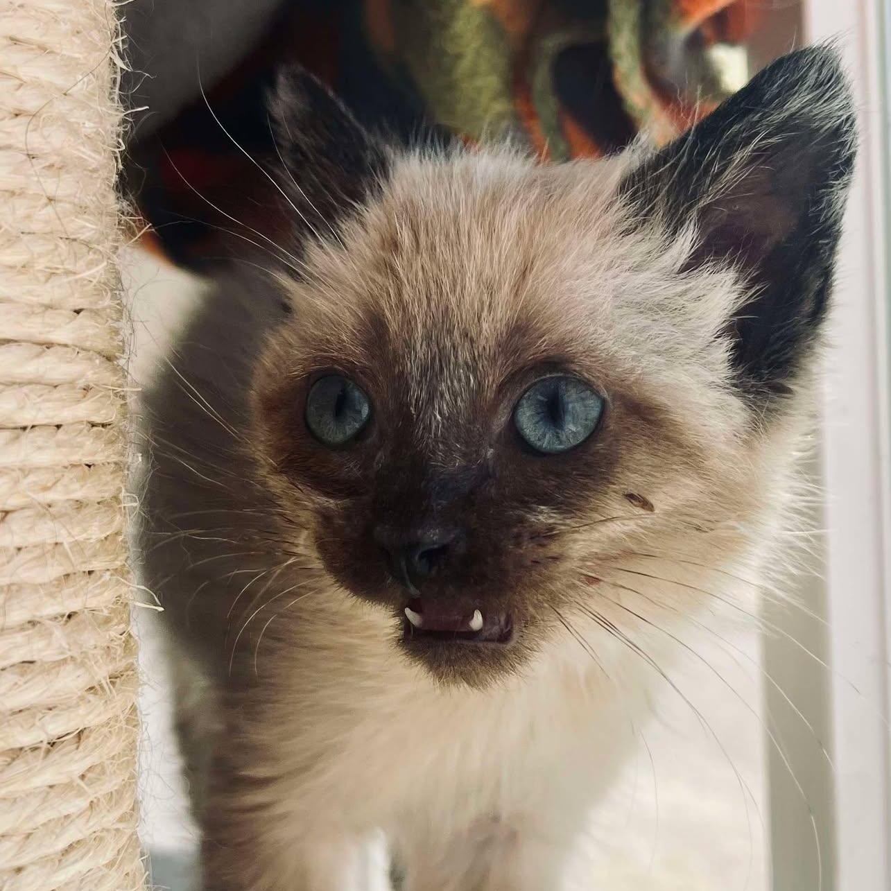 Dash, Young Male Siamese