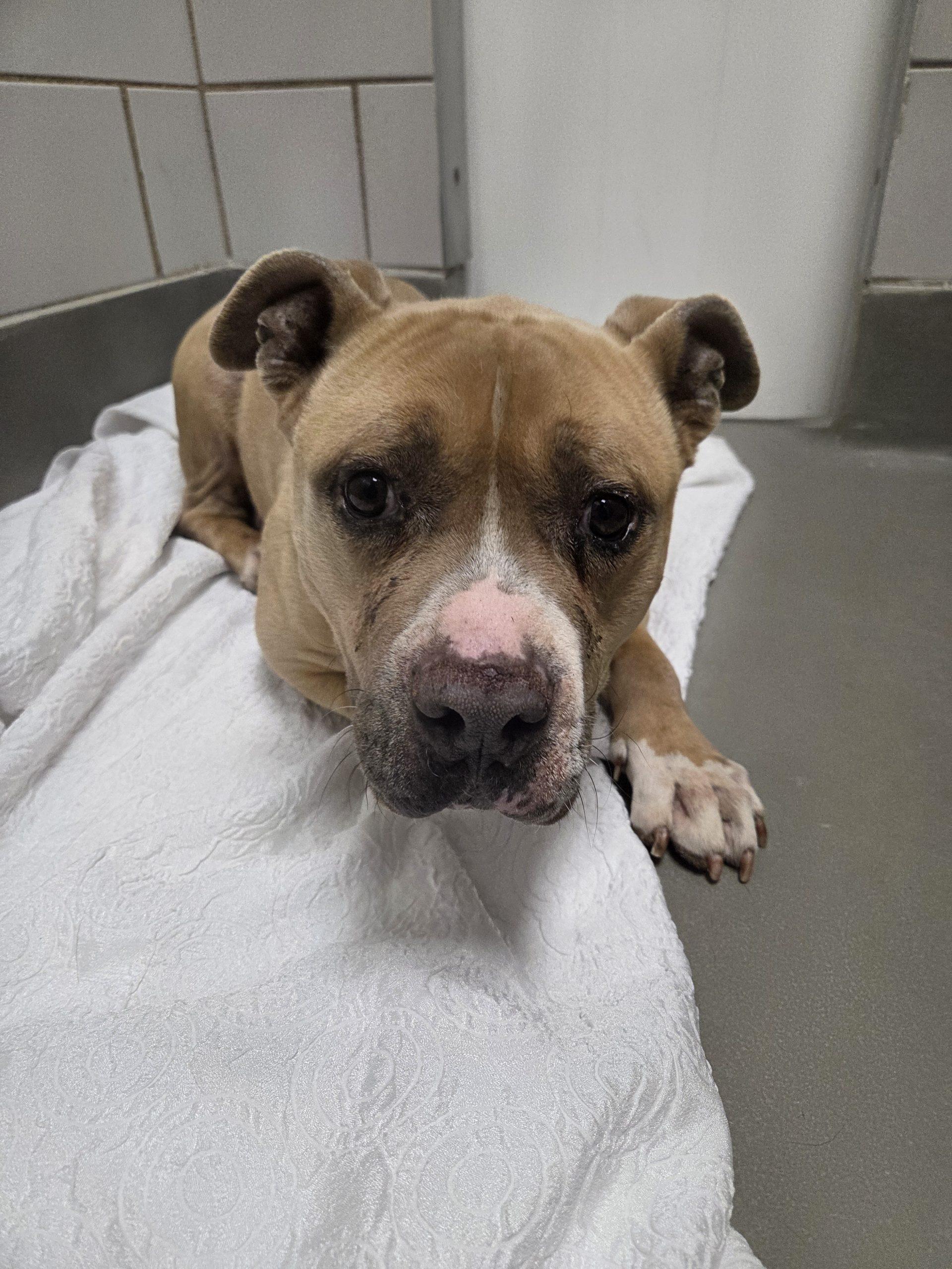 Milo, Adoptable, Adult Male Pit Bull Terrier & Mixed Breed.