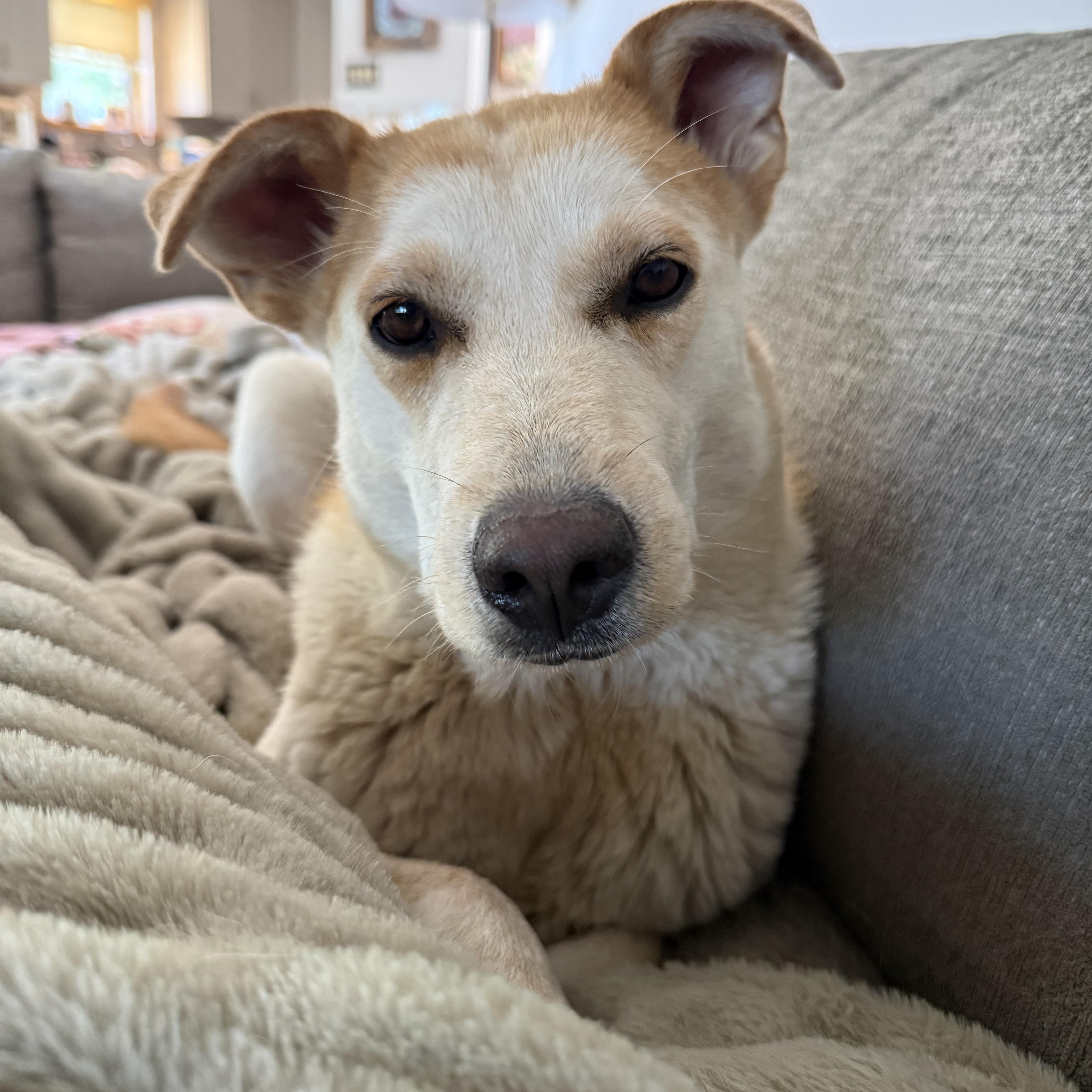 Kida, a ADOPTABLE mixed breed in Fort Collins, CO image 3/5