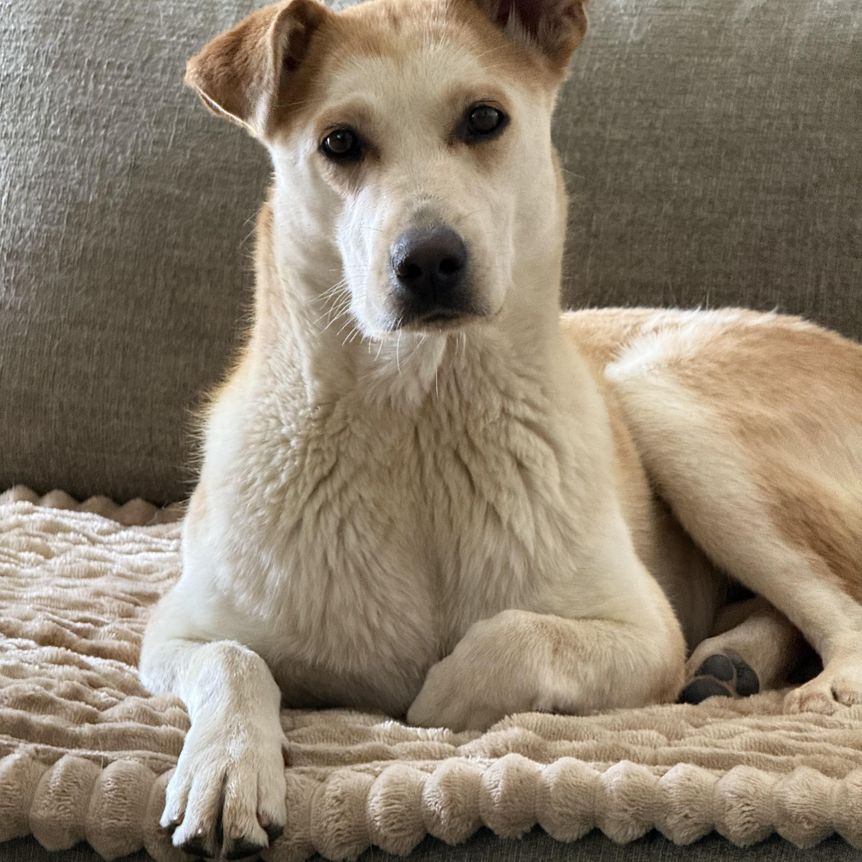 Kida, ADOPTABLE, Adult Female Australian Cattle Dog / Blue Heeler & German Shepherd Dog.