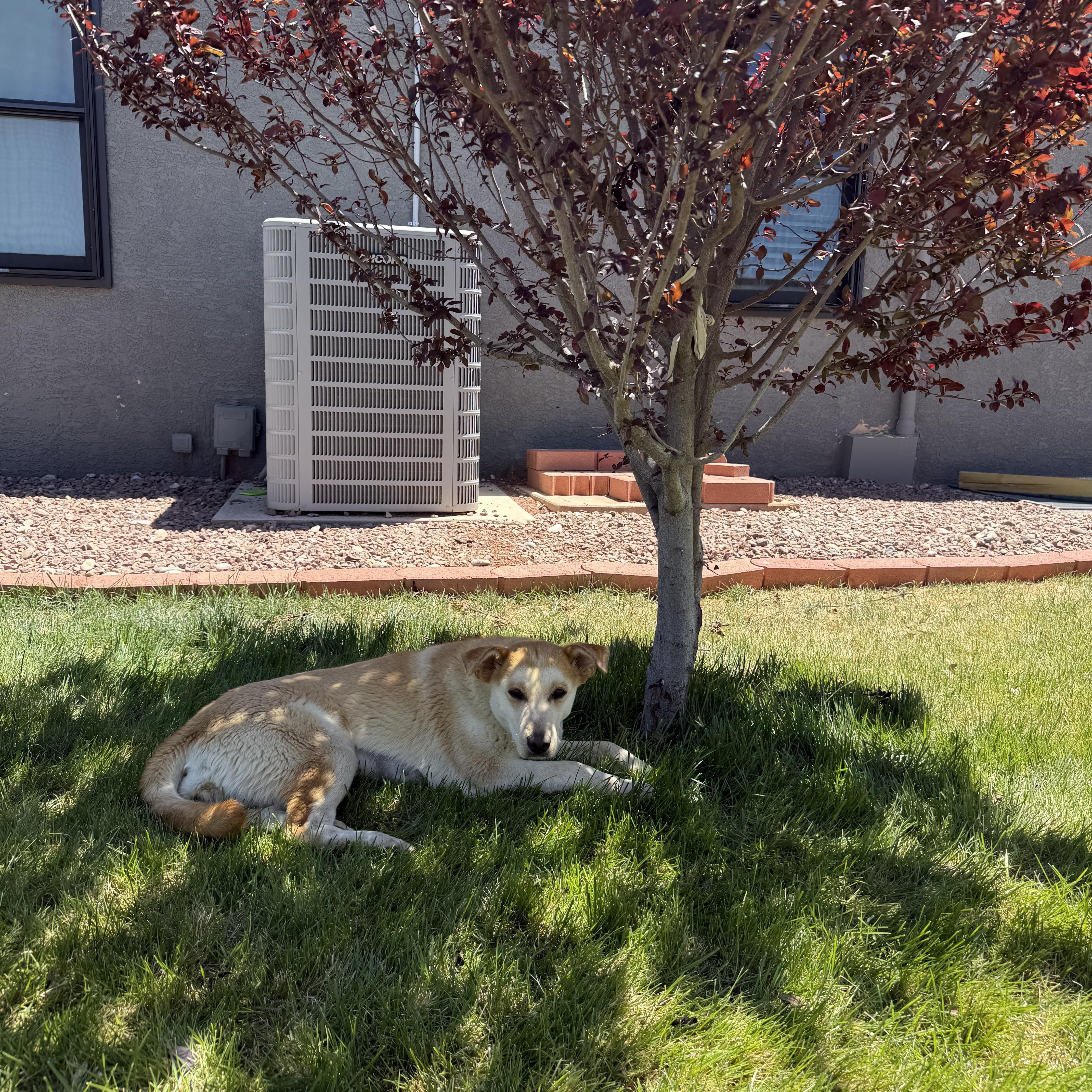 Kida, a ADOPTABLE mixed breed in Fort Collins, CO image 4/5