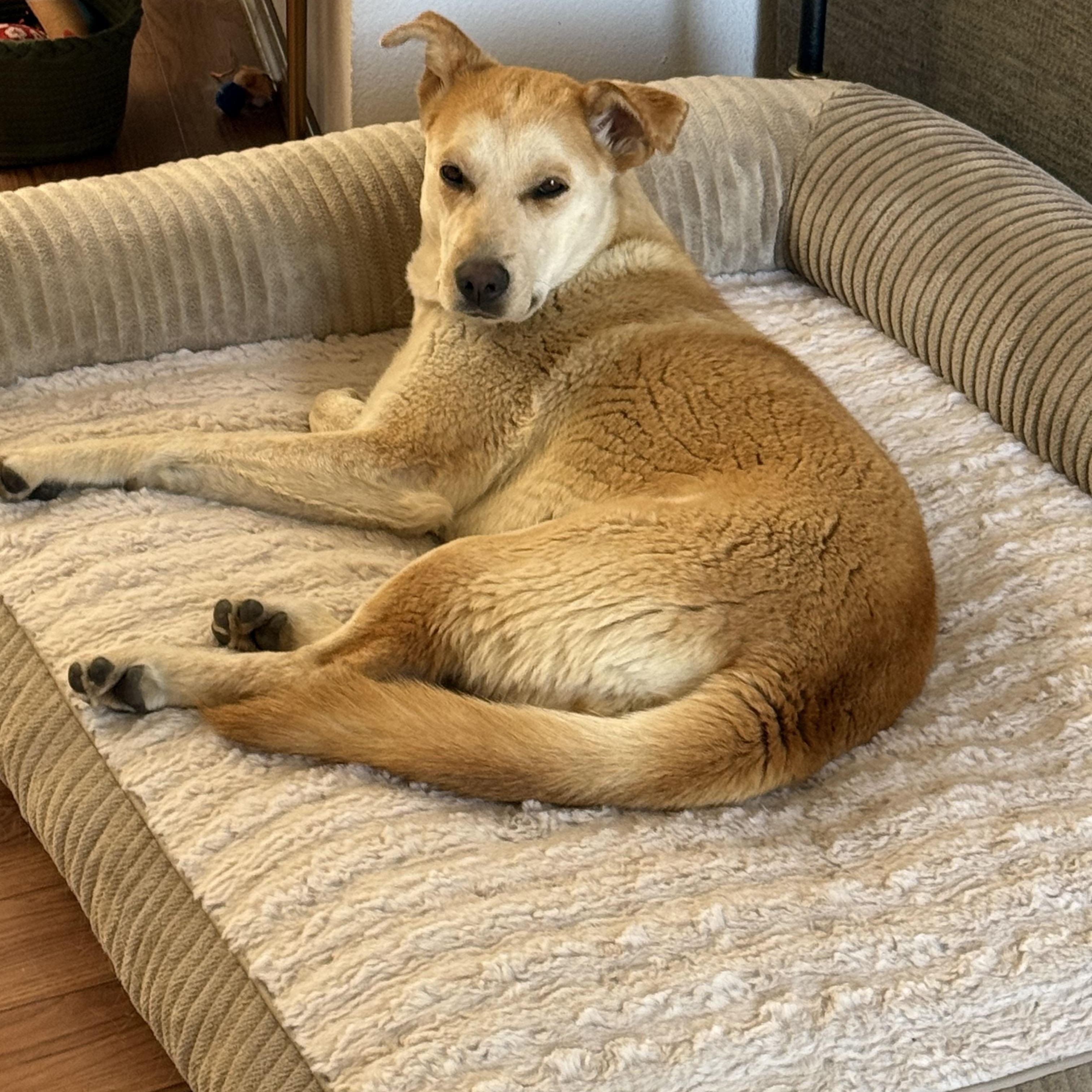Kida, a ADOPTABLE mixed breed in Fort Collins, CO image 2/5