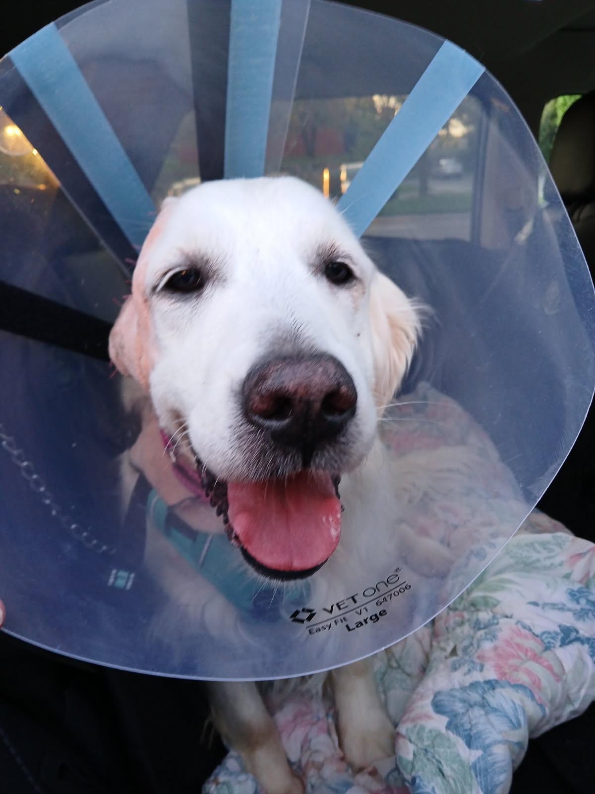 Enlarge Sweetie, a ADOPTABLE Golden Retriever in Waterville, OH image 5/5