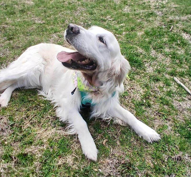 Sweetie, ADOPTABLE, Senior Female Golden Retriever.