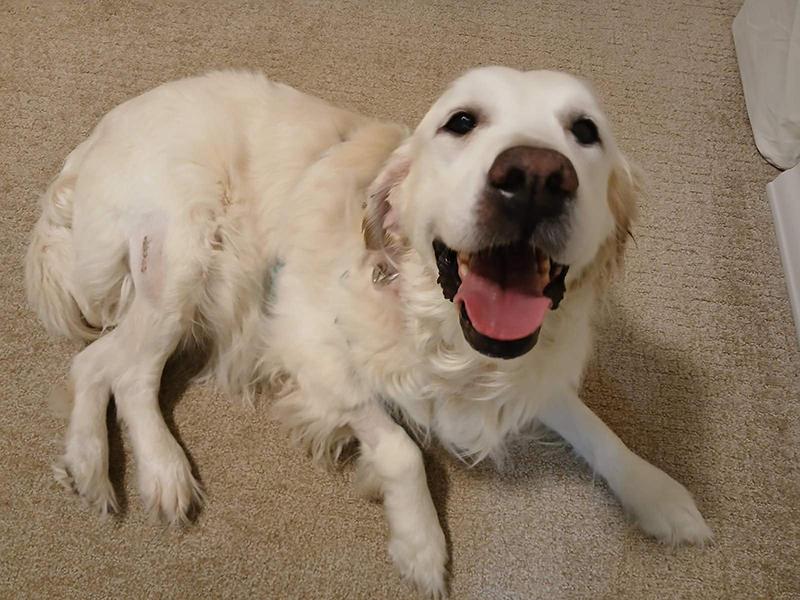 Enlarge Sweetie, a ADOPTABLE Golden Retriever in Waterville, OH image 2/3