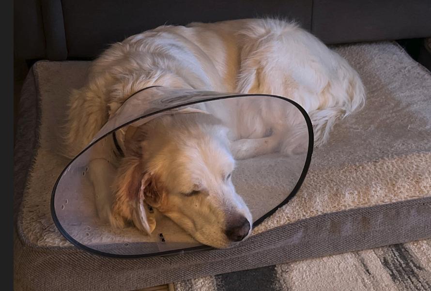 Enlarge Sweetie, a ADOPTABLE Golden Retriever in Waterville, OH image 3/3