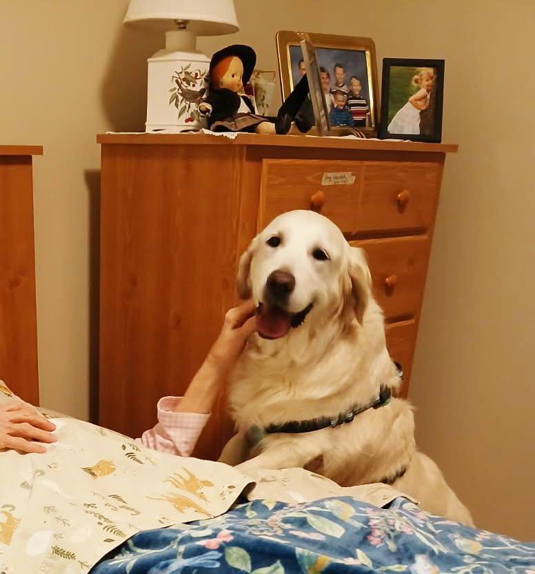 Enlarge Sweetie, a ADOPTABLE Golden Retriever in Waterville, OH image 1/3