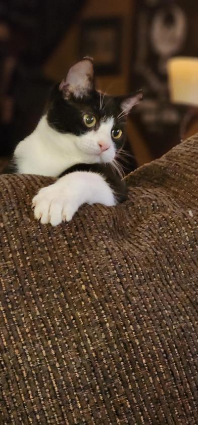 Mischief