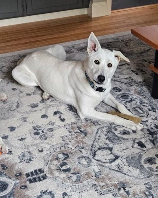 Enlarge Gordon Ramsey, a Adoptable mixed breed in Novato, CA image 1/1