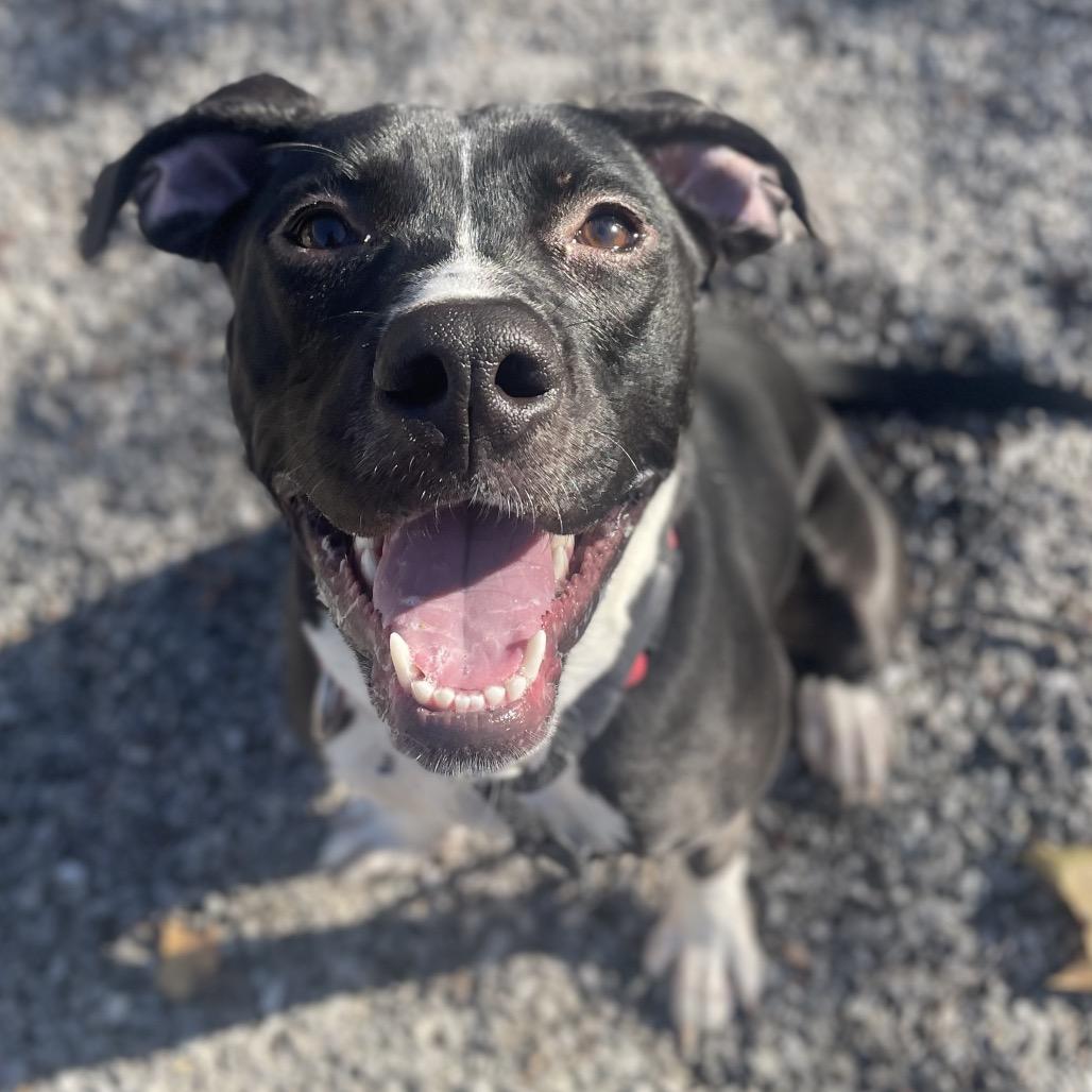 Cam, Adoptable, Adult Female Mixed Breed.