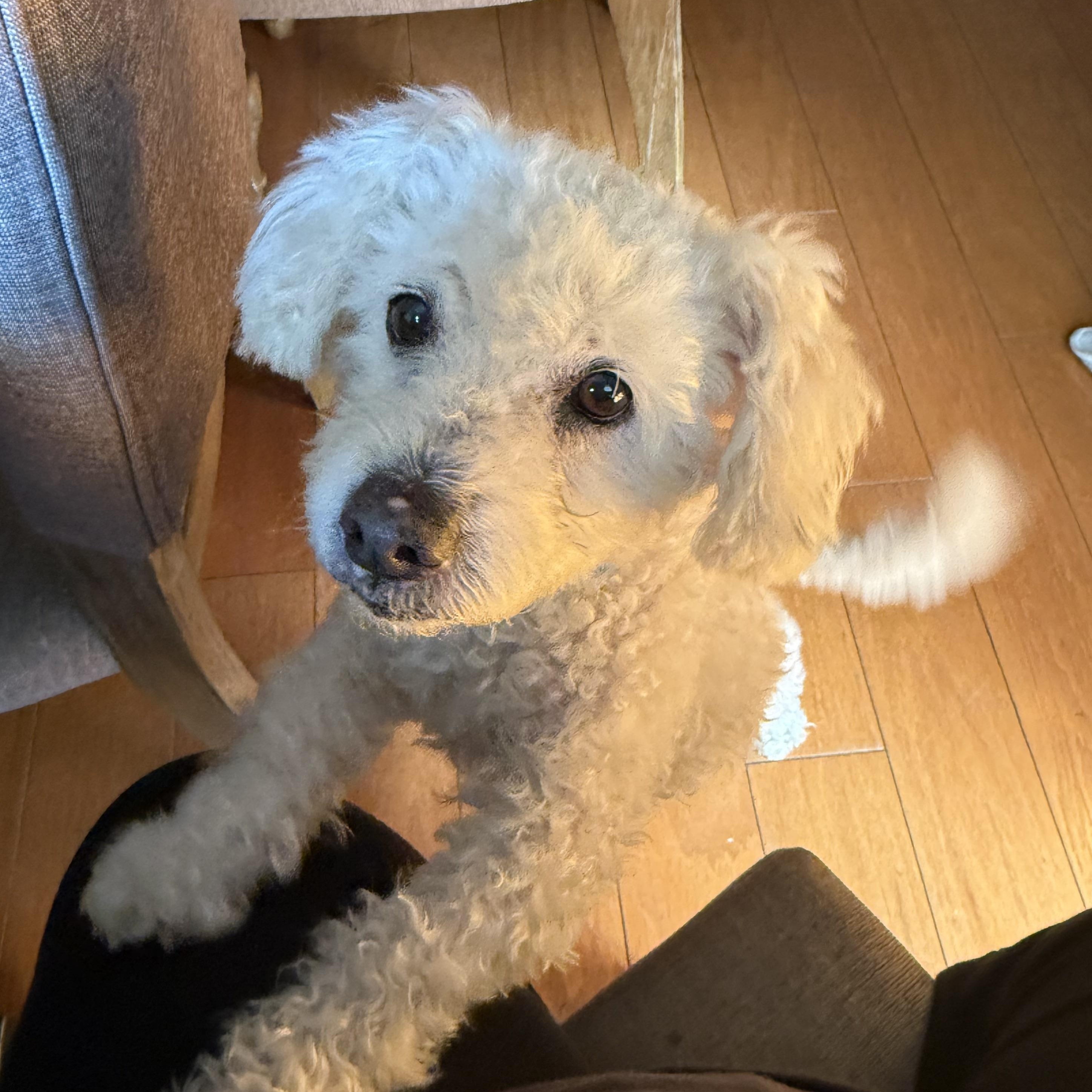 Dodger, ADOPTABLE, Adult Male Bichon Frise.