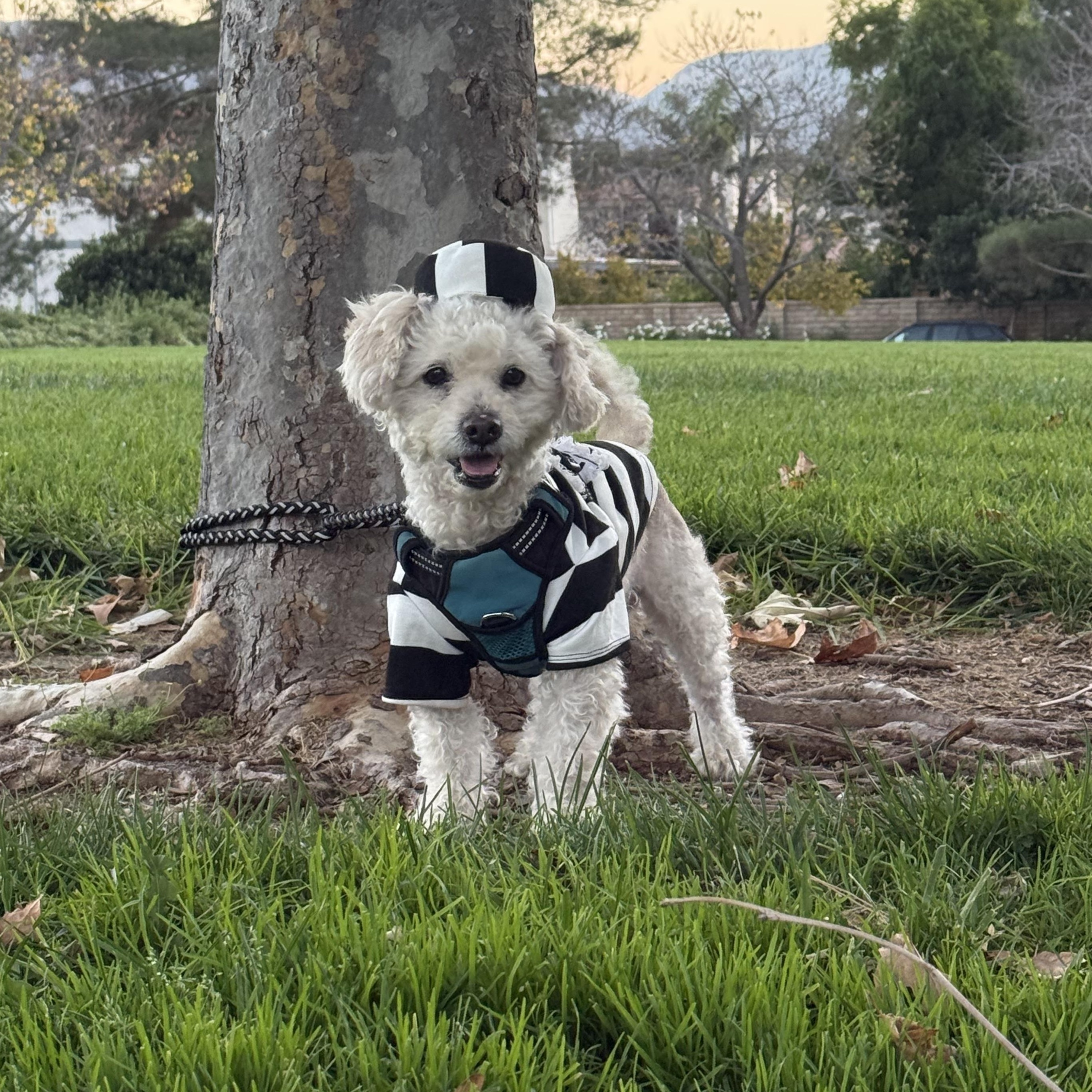 Enlarge Dodger, a ADOPTABLE mixed breed in Canyon Country, CA image 2/6