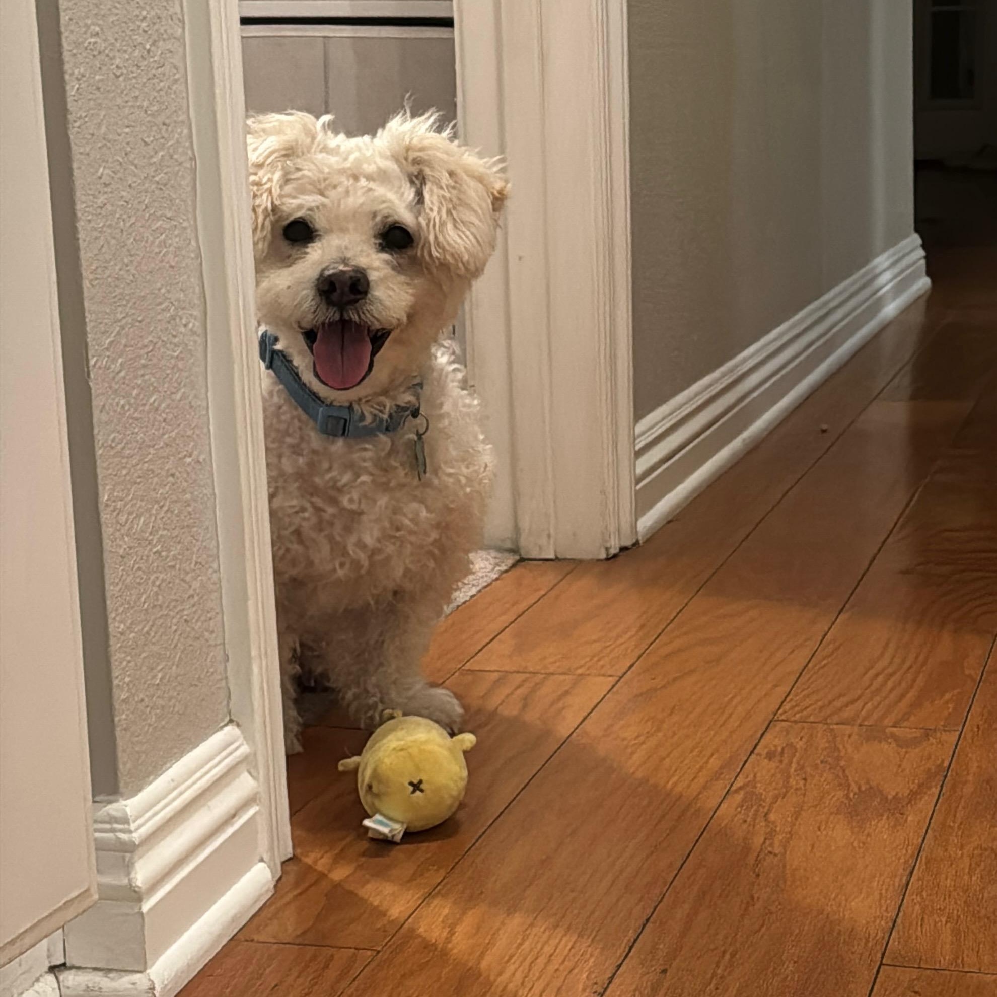 Enlarge Dodger, a ADOPTABLE mixed breed in Canyon Country, CA image 3/6