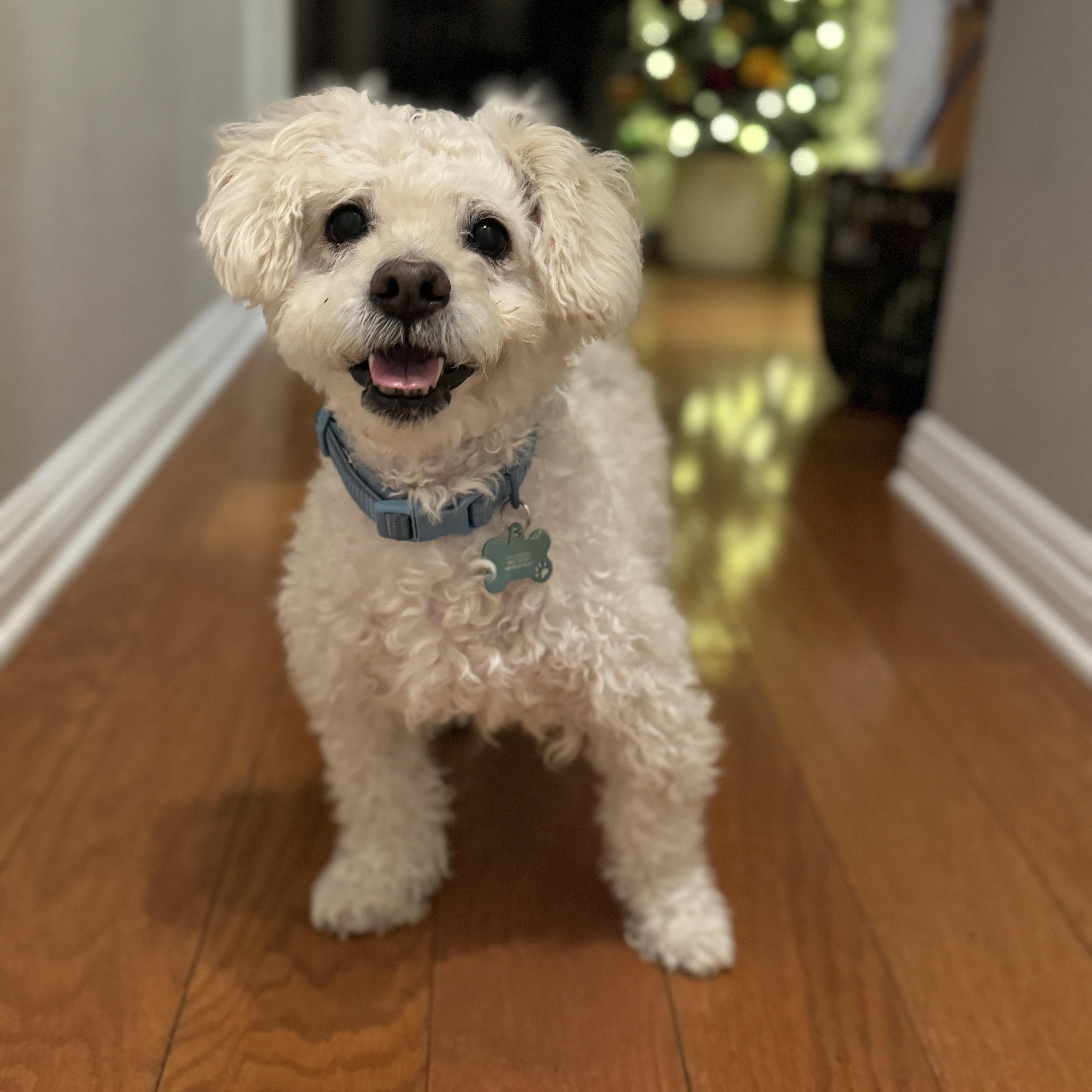 Enlarge Dodger, a ADOPTABLE mixed breed in Canyon Country, CA image 4/6