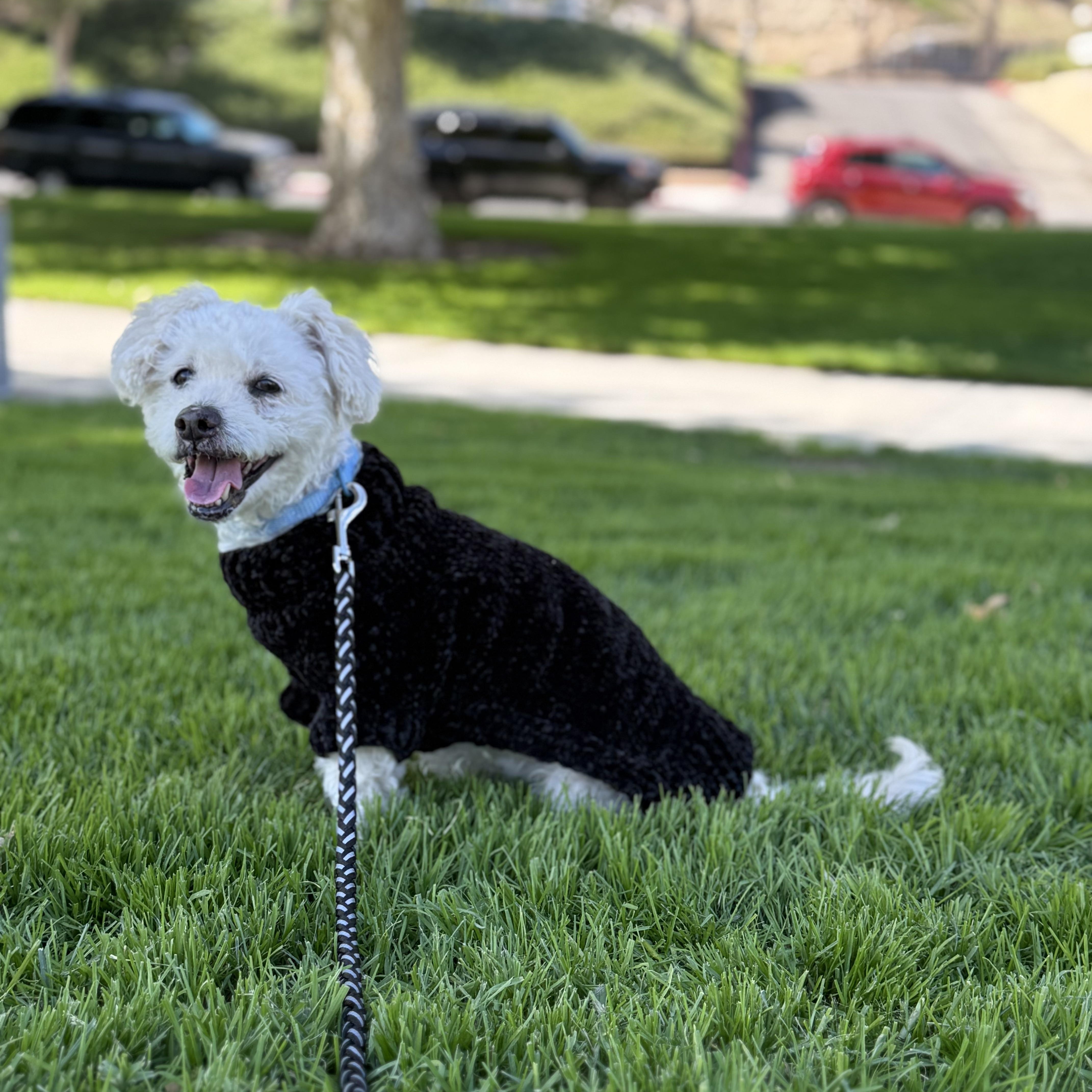 Enlarge Dodger, a ADOPTABLE mixed breed in Canyon Country, CA image 5/6