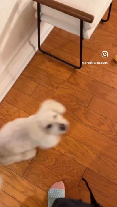 Enlarge Dodger, a ADOPTABLE mixed breed in Canyon Country, CA video 6/6