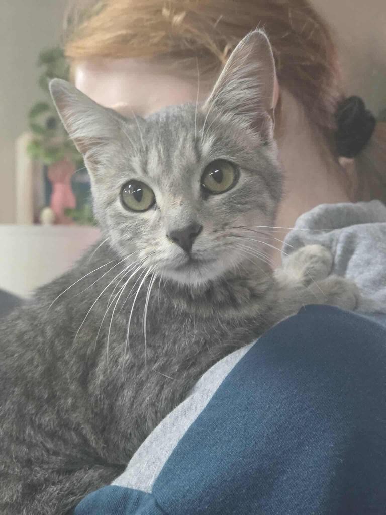 Nellie Gigglebottom, Adoptable, Kitten Male Domestic Short Hair.