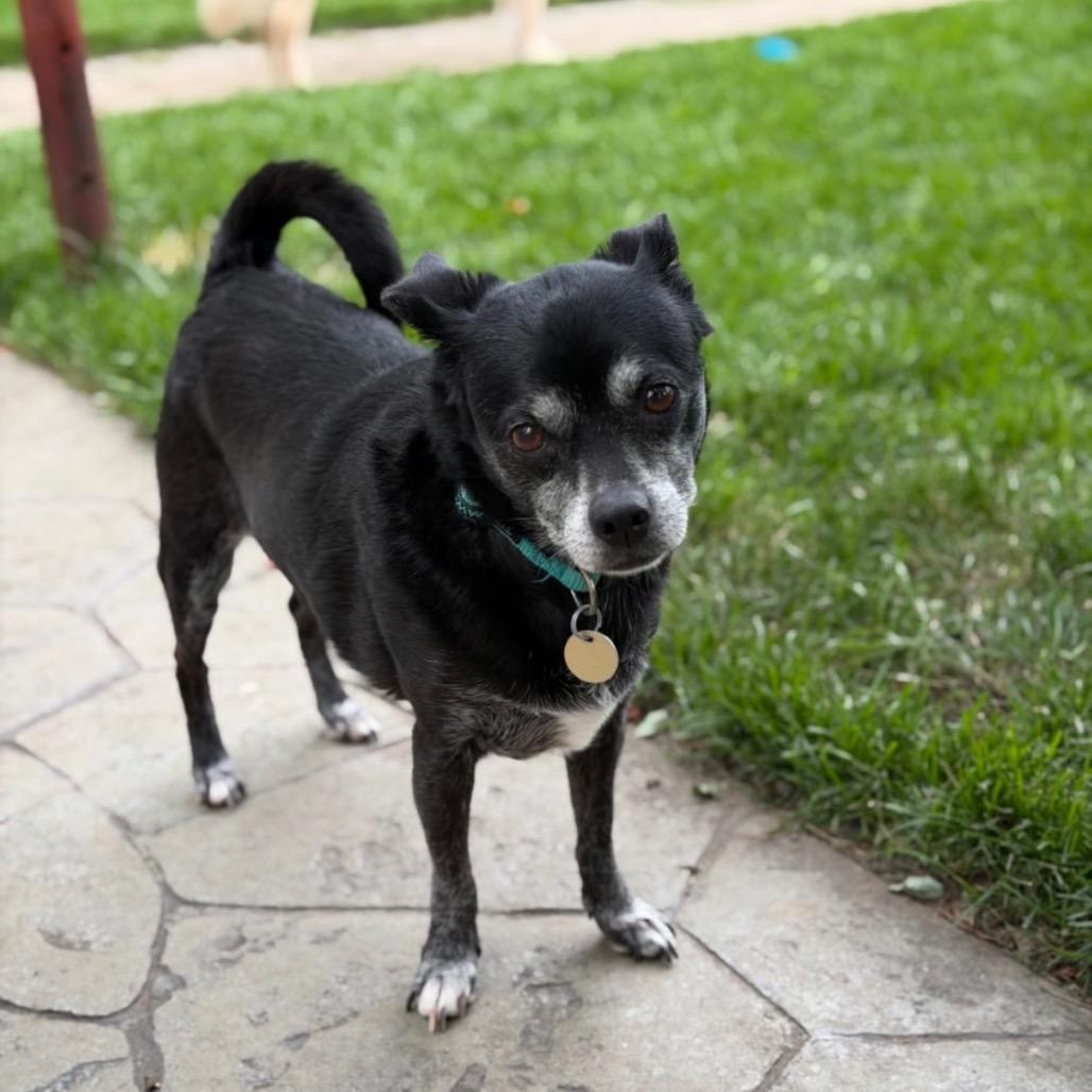 Pepper, Adoptable, Senior Female Chihuahua & Pug.