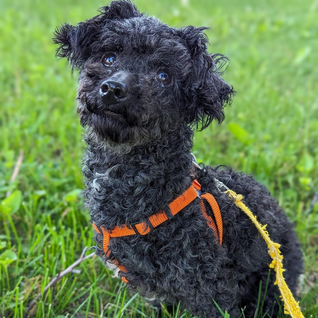 Fink, a Adoptable Poodle in Newton, IA image 2/2