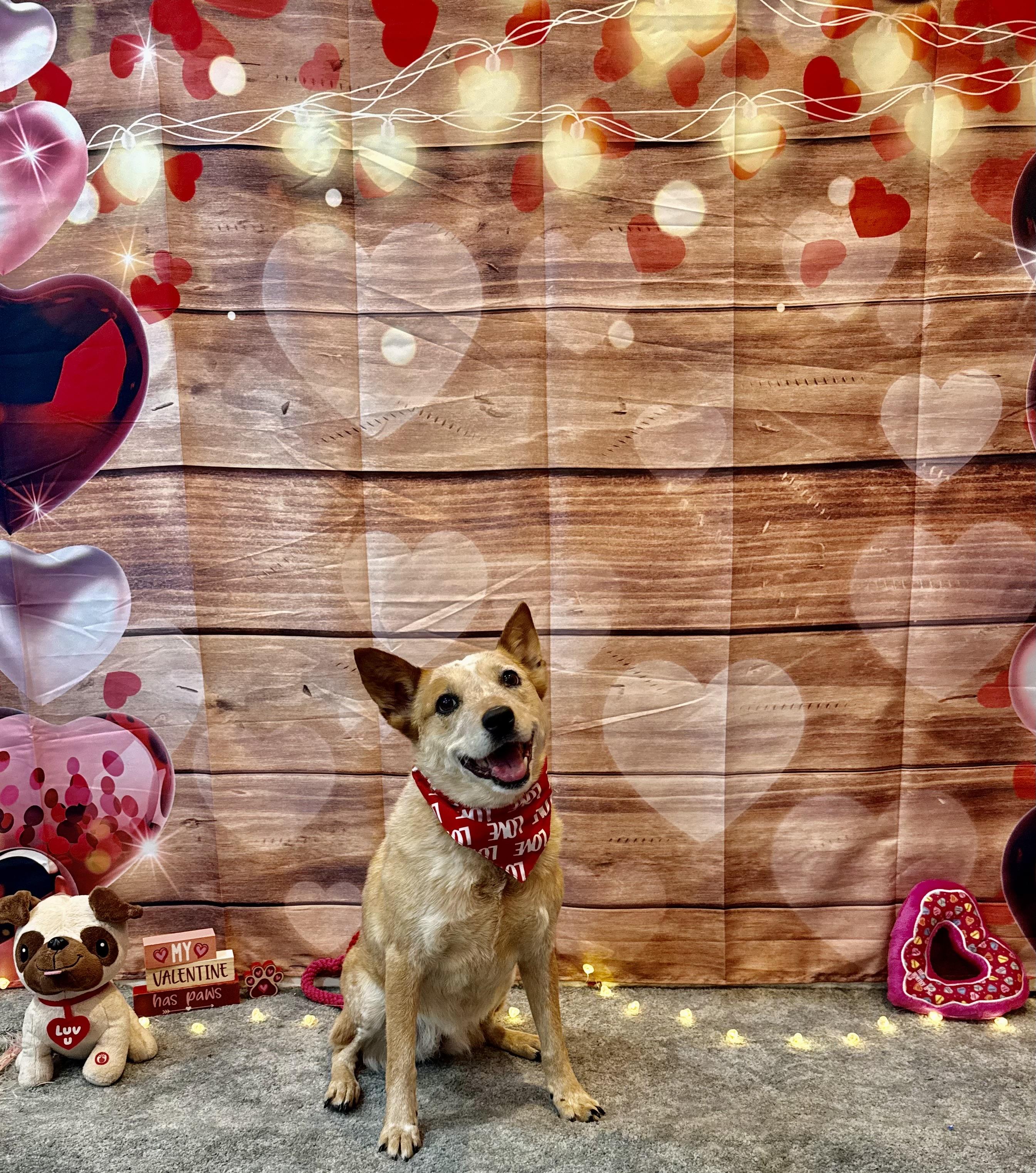 Harper, a ADOPTABLE Australian Cattle Dog / Blue Heeler in Cypress, TX image 5/5