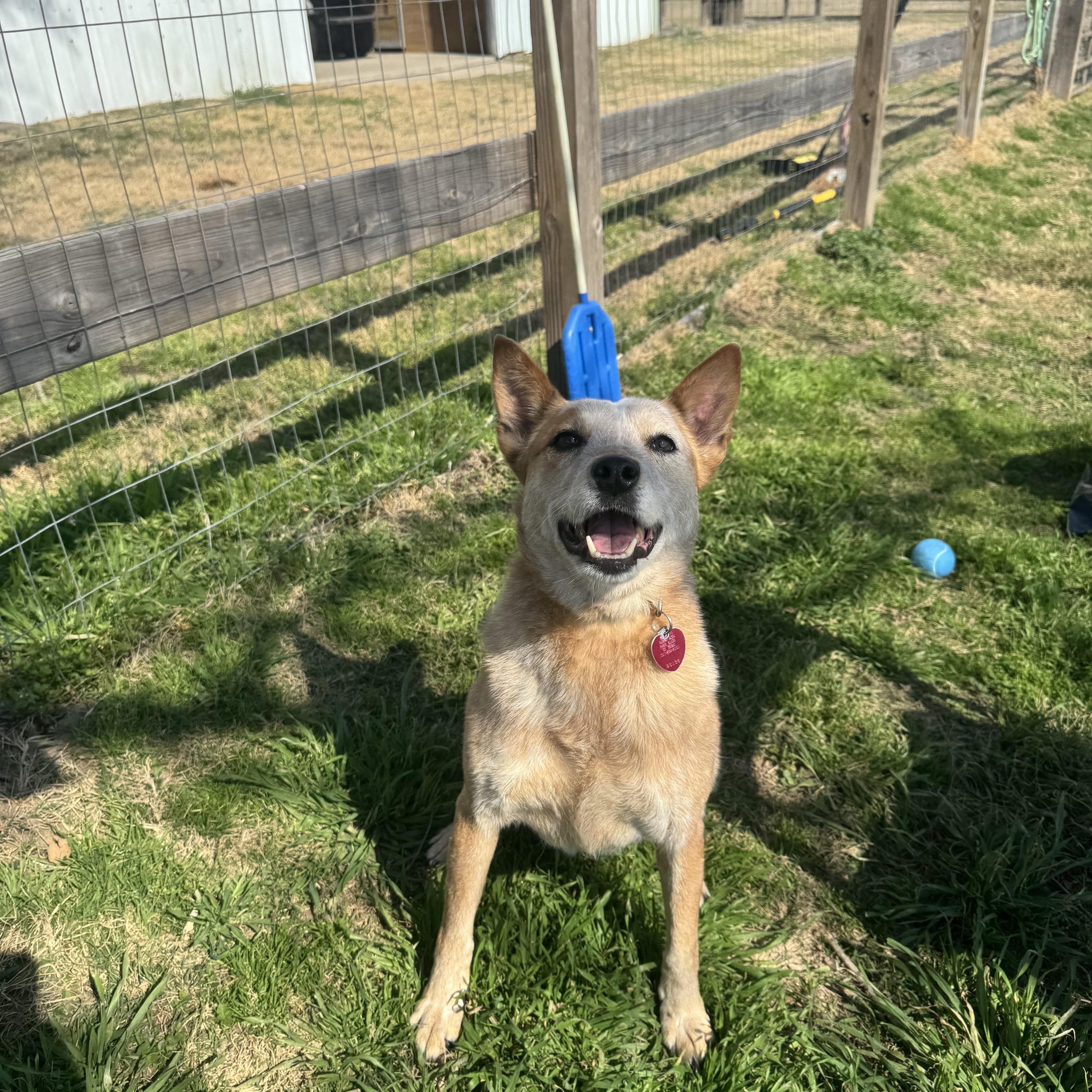 Harper, a ADOPTABLE Australian Cattle Dog / Blue Heeler in Cypress, TX image 4/5