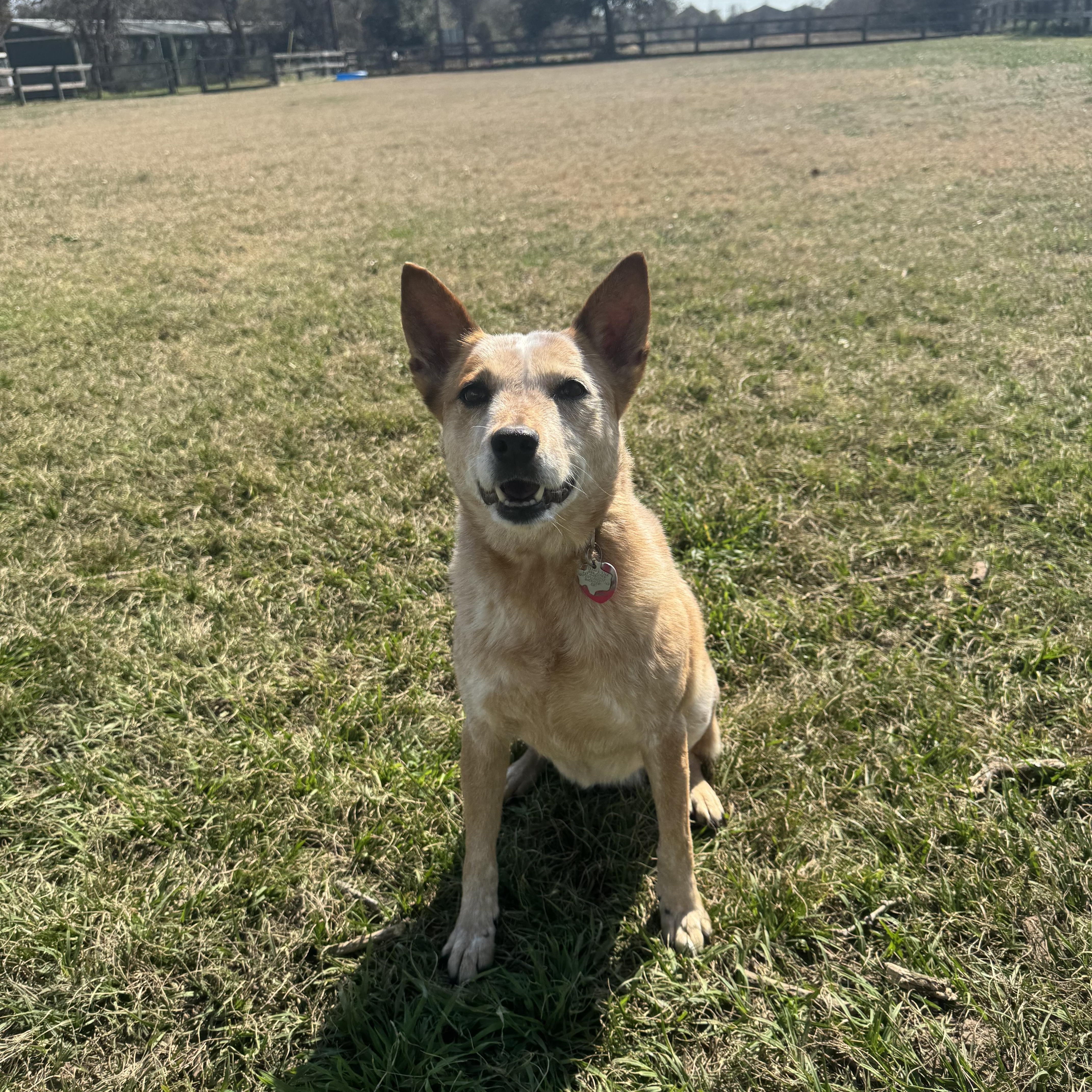 Harper, ADOPTABLE, Senior Female Australian Cattle Dog / Blue Heeler.