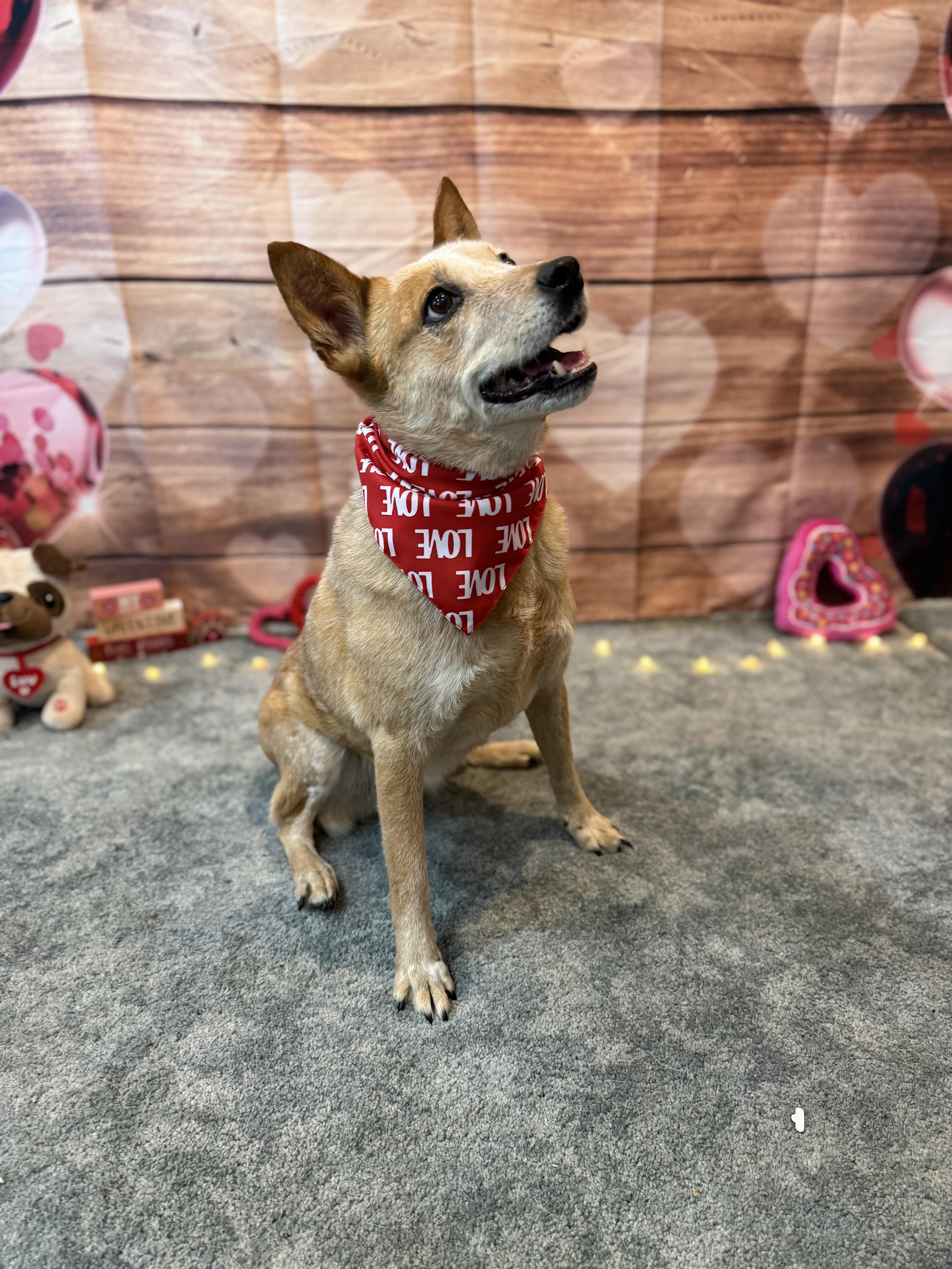 Harper, a ADOPTABLE Australian Cattle Dog / Blue Heeler in Cypress, TX image 3/5