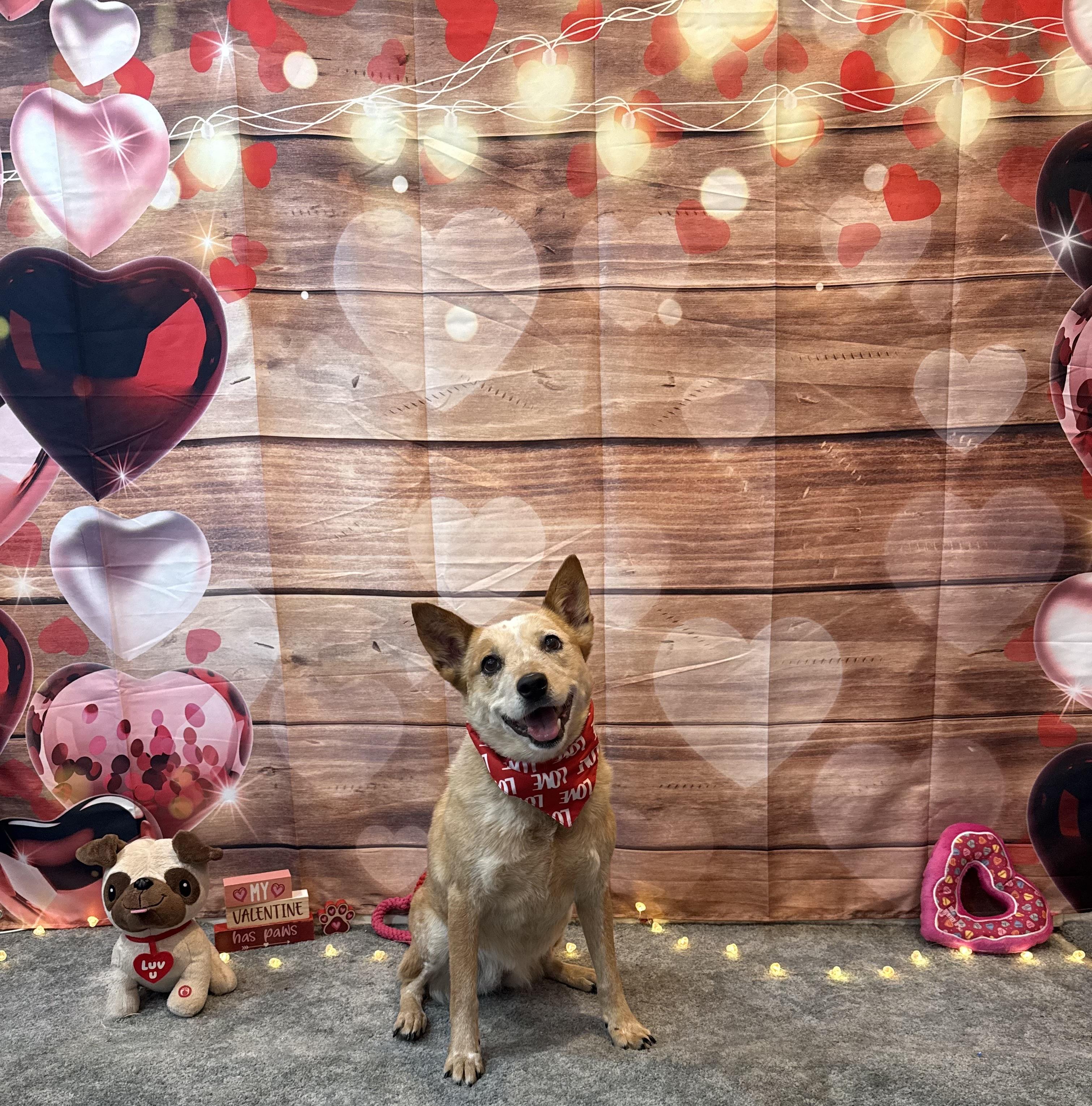 Harper, a ADOPTABLE Australian Cattle Dog / Blue Heeler in Cypress, TX image 1/5