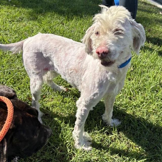 Enlarge SIA - ADOPTION PENDING, a Adoptable Poodle in Ontario, CA image 1/1