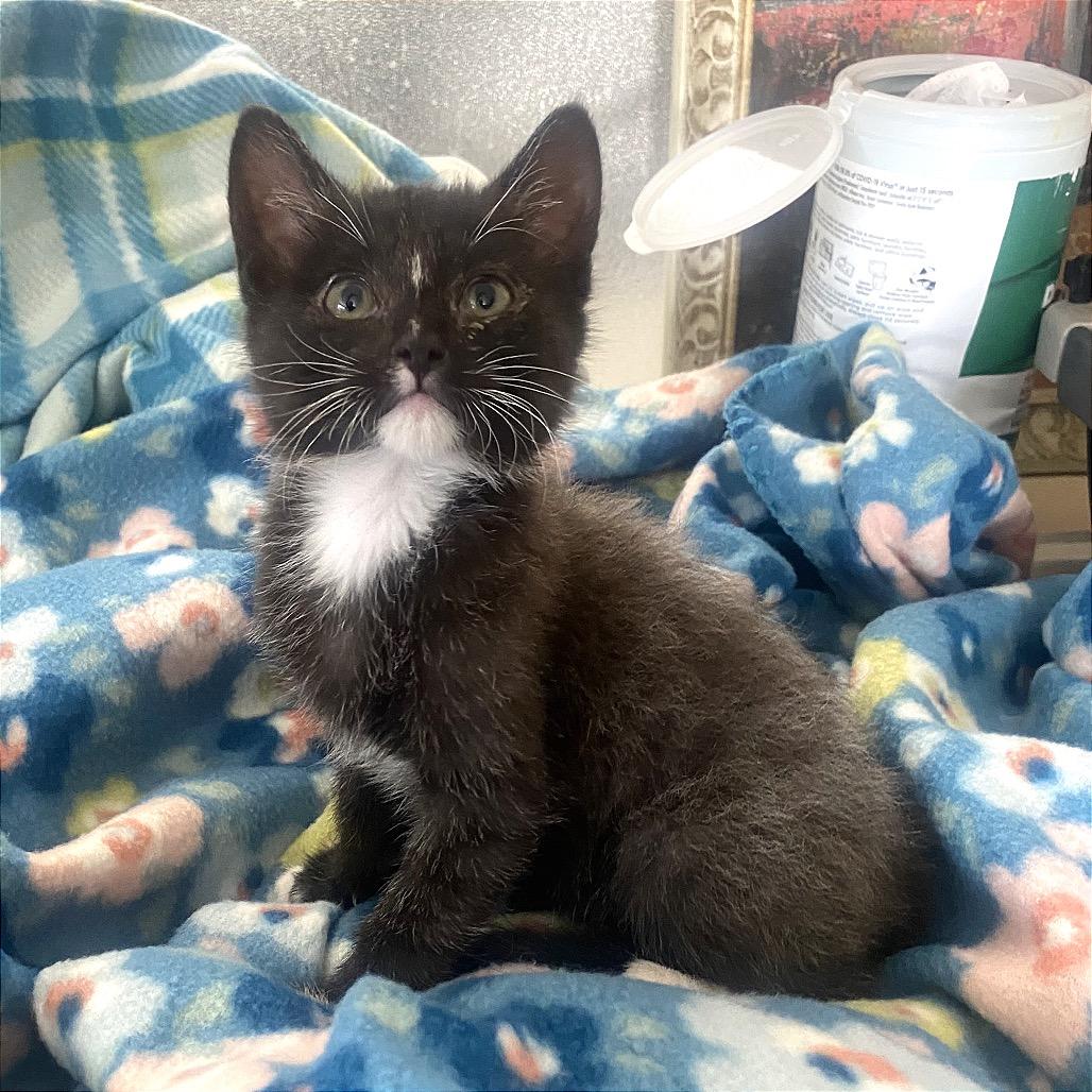 Duckie, Adopted, Young Female Domestic Short Hair.