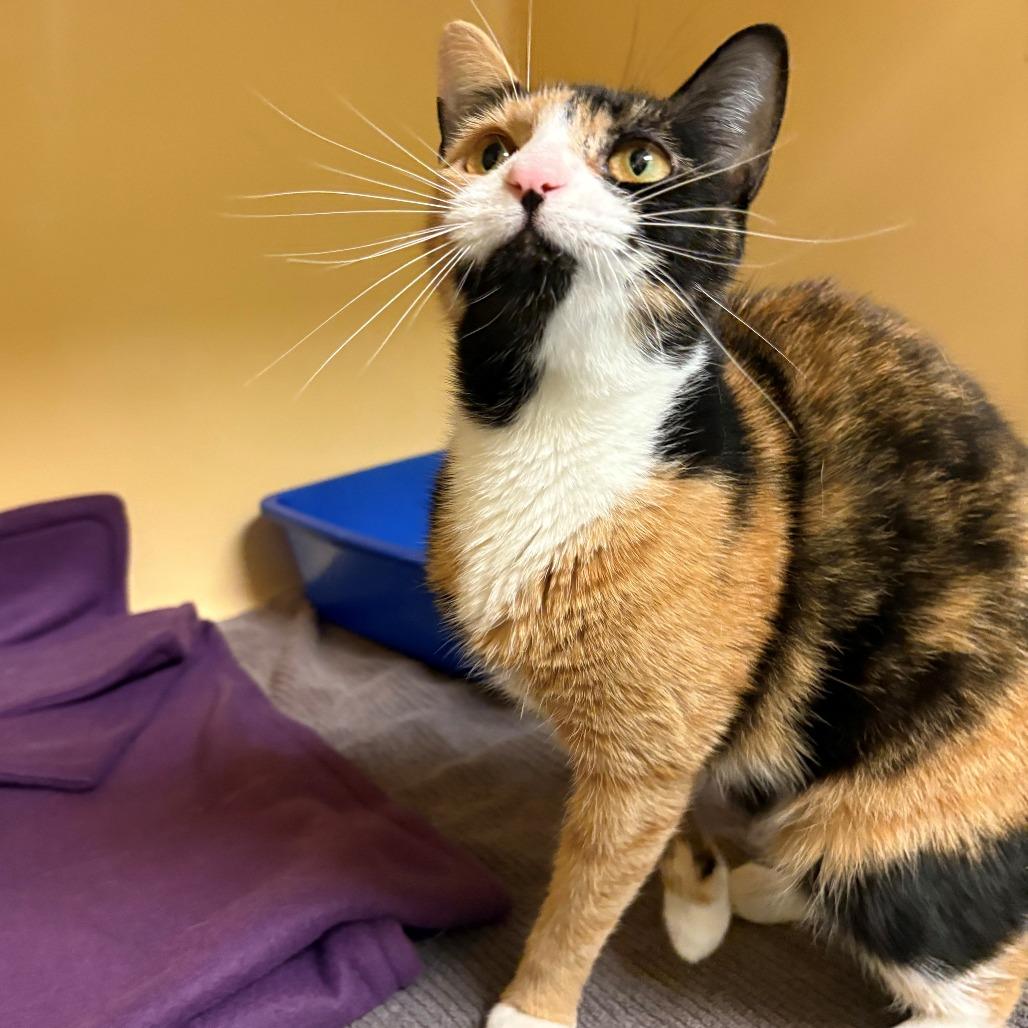 Enlarge Bean, a Adoptable Domestic Short Hair in East Hanover, NJ image 1/4