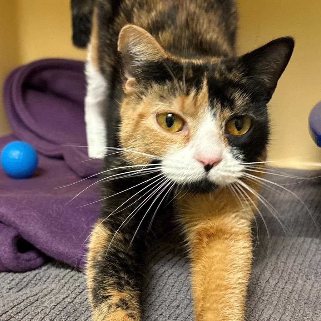 Enlarge Bean, a Adoptable Domestic Short Hair in East Hanover, NJ image 3/4