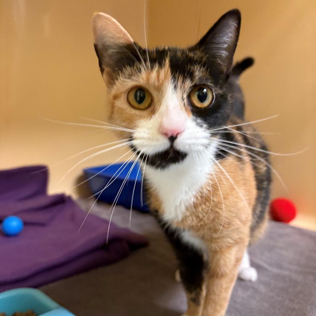 Enlarge Bean, a Adoptable Domestic Short Hair in East Hanover, NJ image 4/4