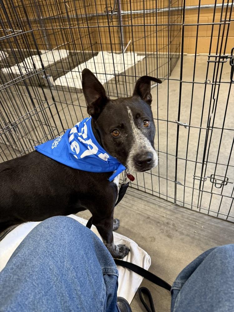 Enlarge 7734 Emily, a Adoptable mixed breed in Hartwell, GA image 1/6