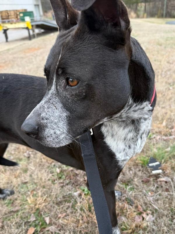 Enlarge 7734 Emily, a Adoptable mixed breed in Hartwell, GA image 2/6