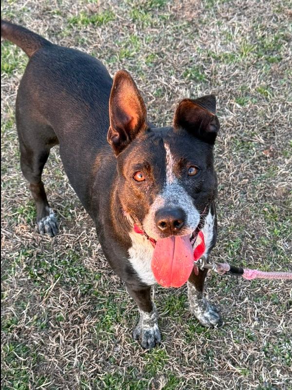 Enlarge 7734 Emily, a Adoptable mixed breed in Hartwell, GA image 3/6