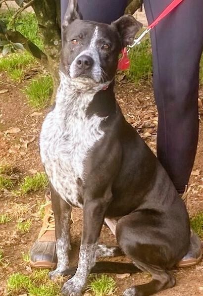 Enlarge 7734 Emily, a Adoptable mixed breed in Hartwell, GA image 4/6