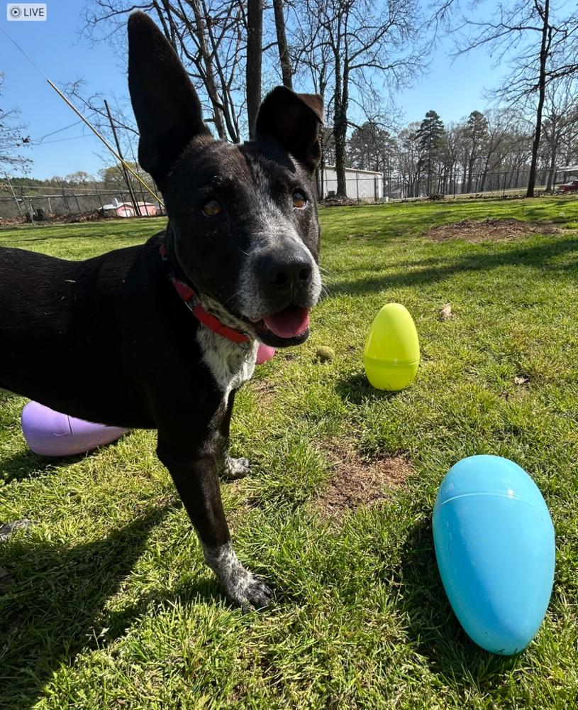 Enlarge 7734 Emily, a Adoptable mixed breed in Hartwell, GA image 5/6