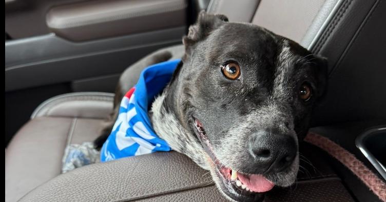 Enlarge 7734 Emily, a Adoptable mixed breed in Hartwell, GA image 6/6