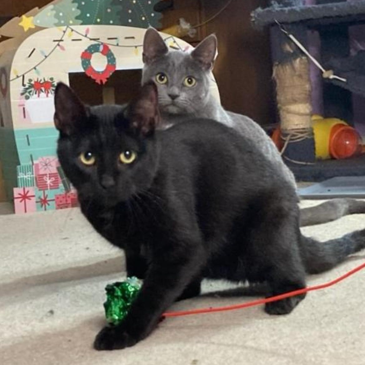 Coal, a ADOPTABLE Domestic Short Hair in Brockport, NY image 1/5