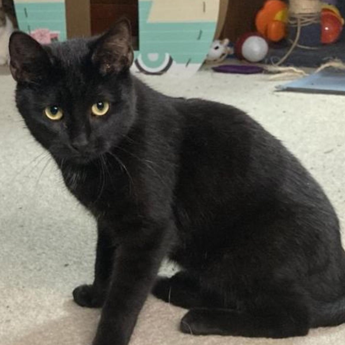 Coal, a ADOPTABLE Domestic Short Hair in Brockport, NY image 2/5