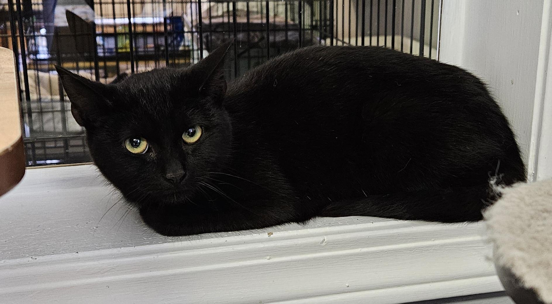 Coal, a ADOPTABLE Domestic Short Hair in Brockport, NY image 3/5