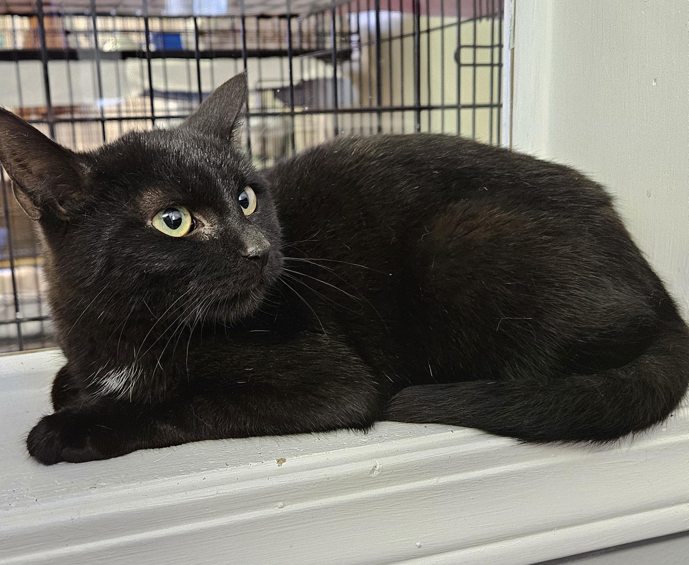 Coal, a ADOPTABLE Domestic Short Hair in Brockport, NY image 4/5